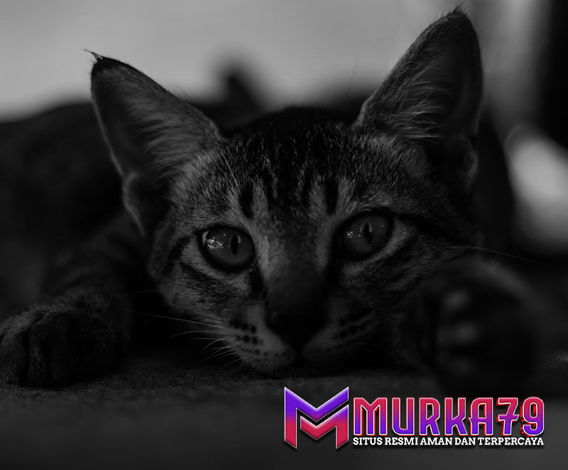 murka79-img